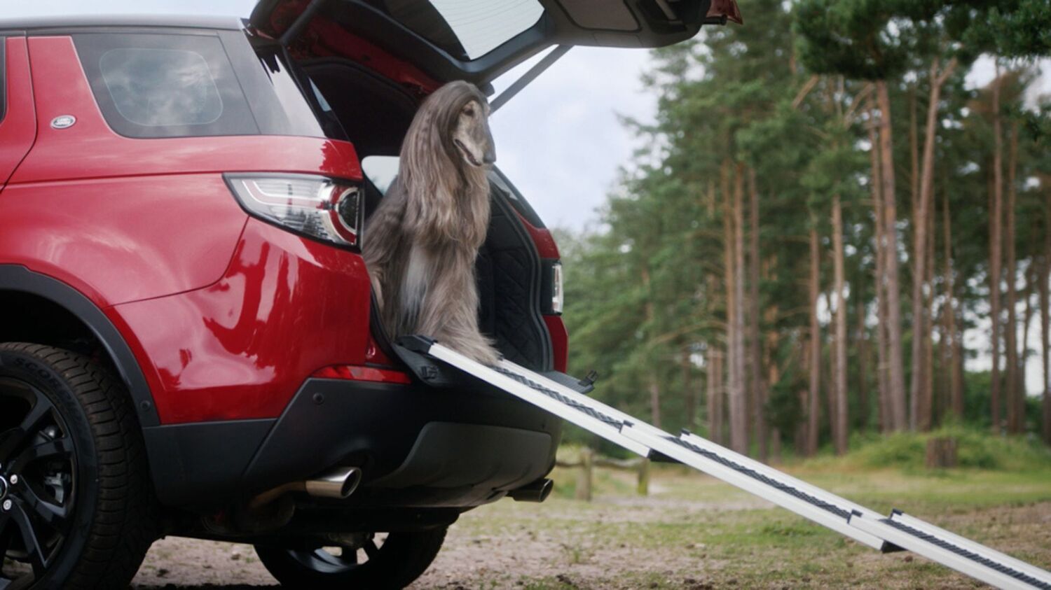 Land Rover Dog