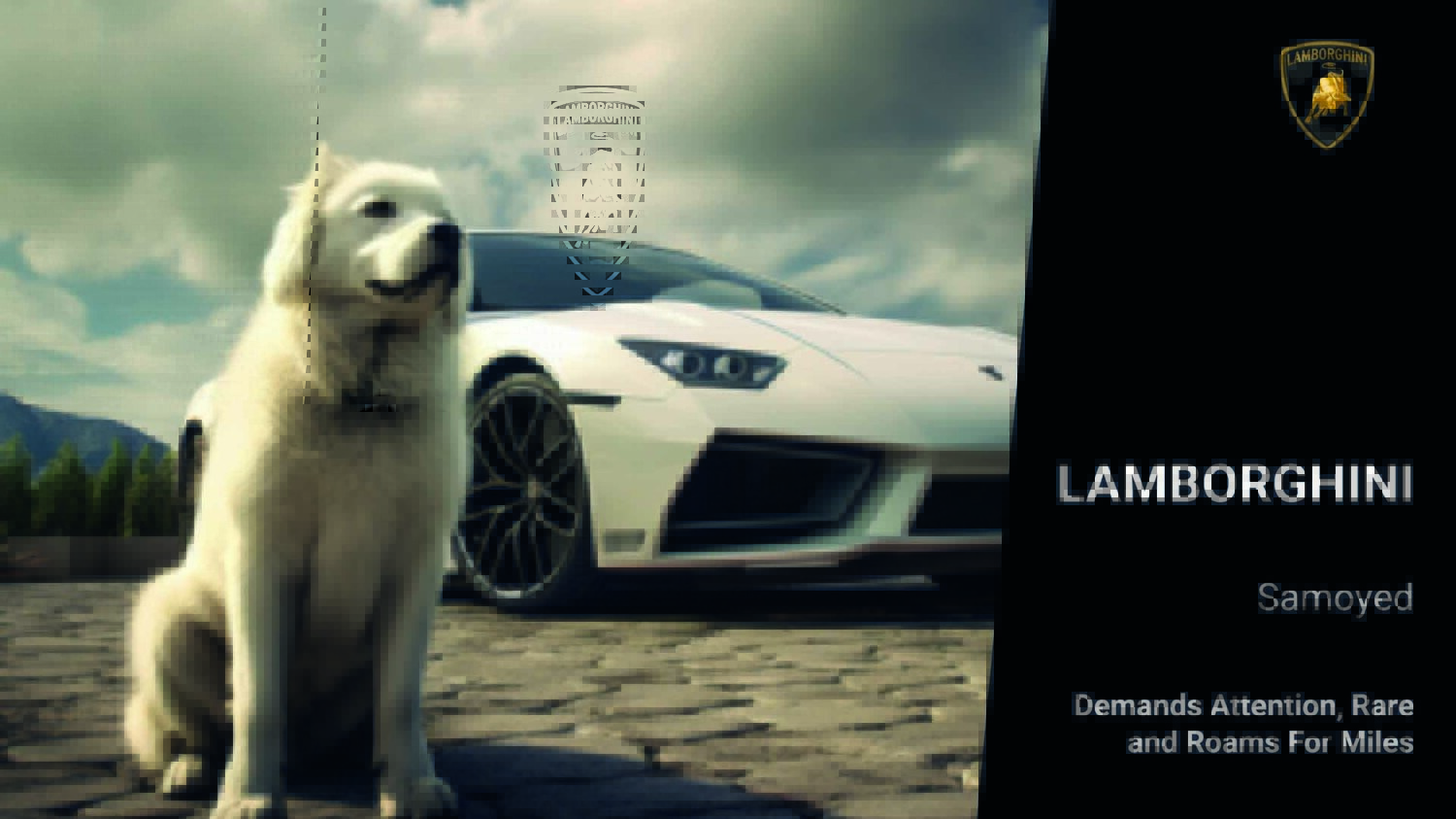 Dog Imagery (1920 x 1080)4
