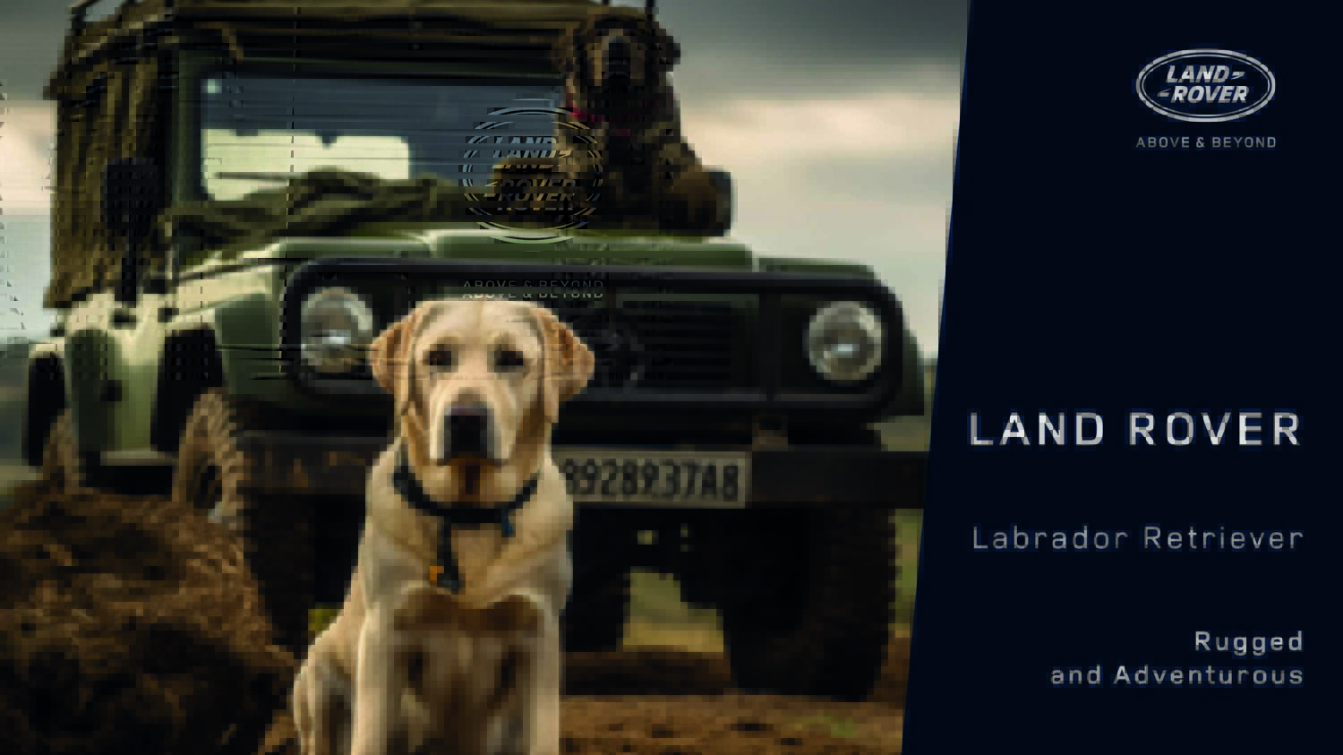 Dog Imagery (1920 x 1080)6