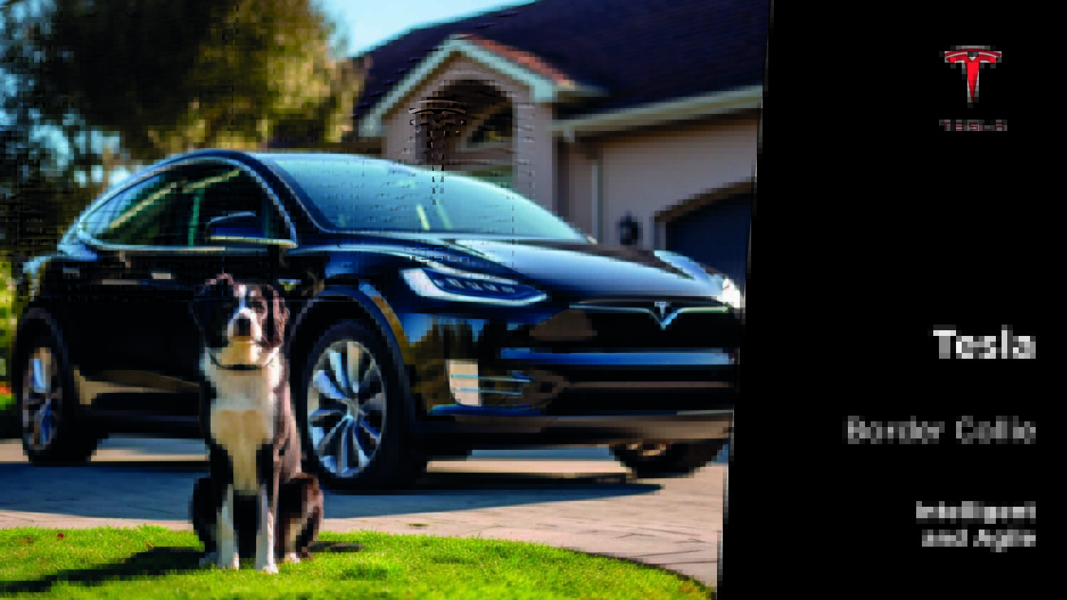 Dog Imagery (1920 x 1080)8