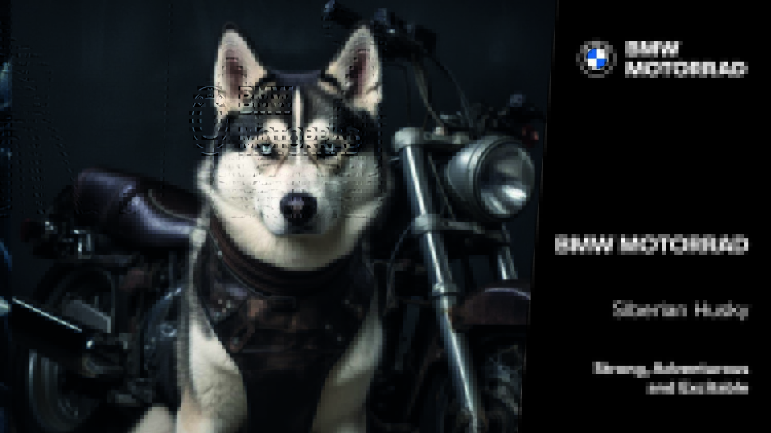 Dog Imagery (1920 x 1080)9