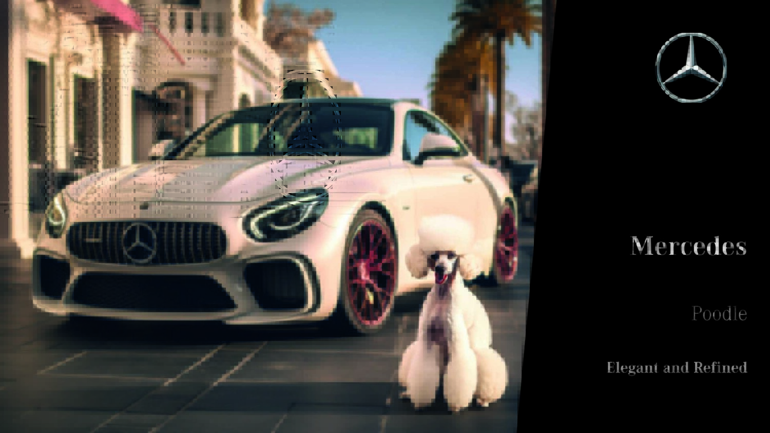 Dog Imagery (1920 x 1080)10