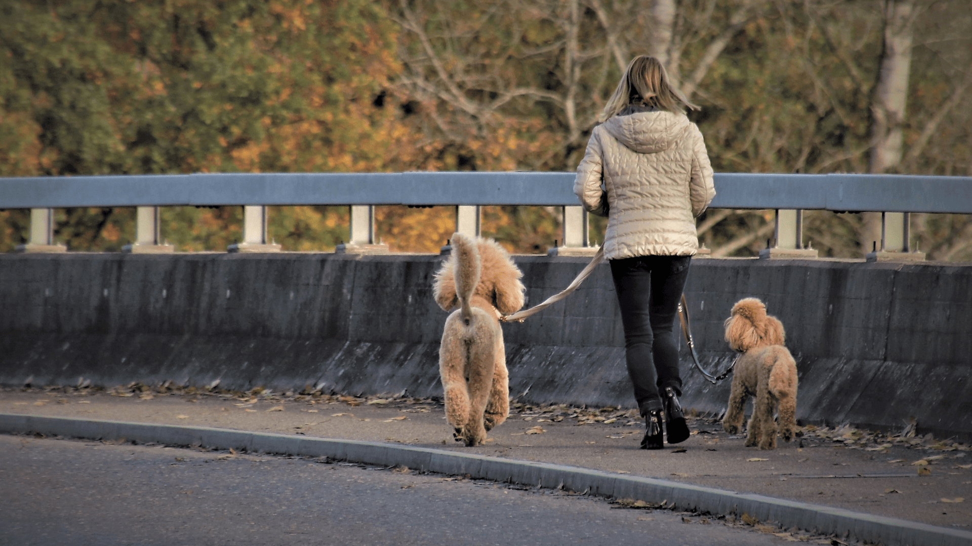 Dogs walking